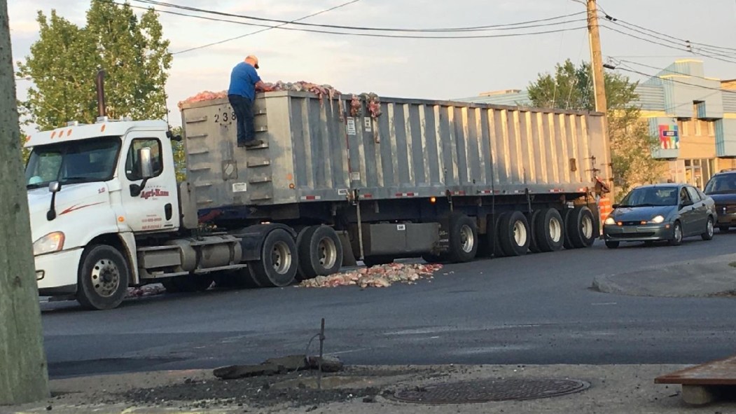 Des carcasses d’animaux sont tombées d’un camion conduit par un fournisseur de Sanimax. le 23 mai 2017.