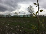 Un peuplier pousse sur le premier site du banc d'essai en phytoremédiation dans Pointe-aux-Trembles le 9 mai 2017