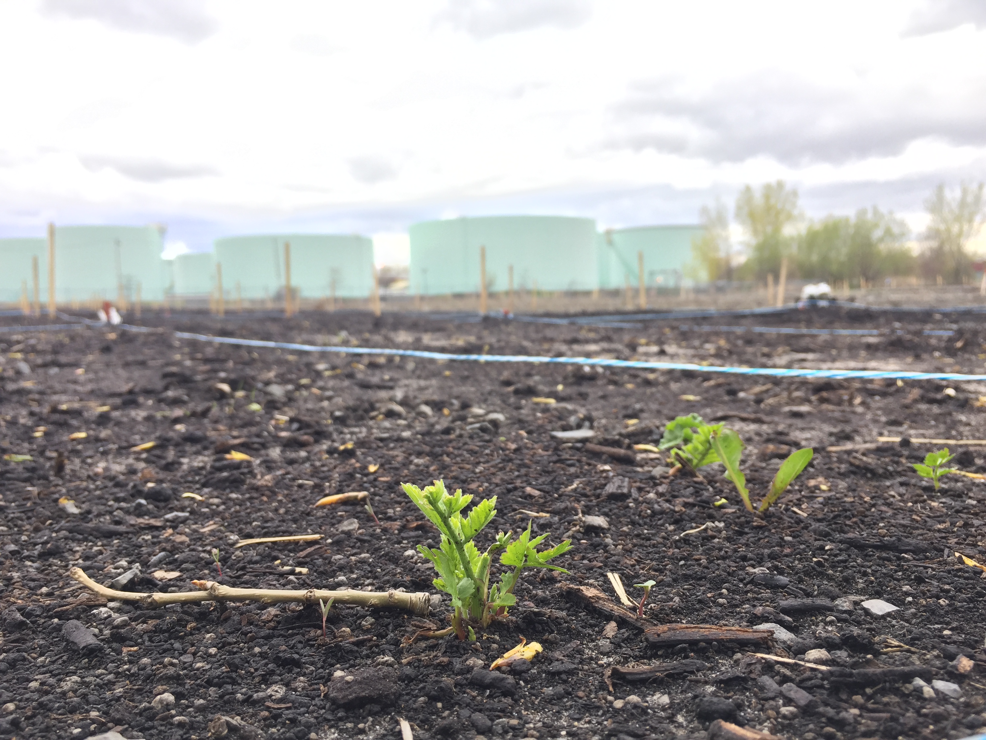 Une pousse dans le deuxième emplacement d'un banc d'essai en phytoremédiation dans Pointe-aux-Trembles le 9 mai 2017.