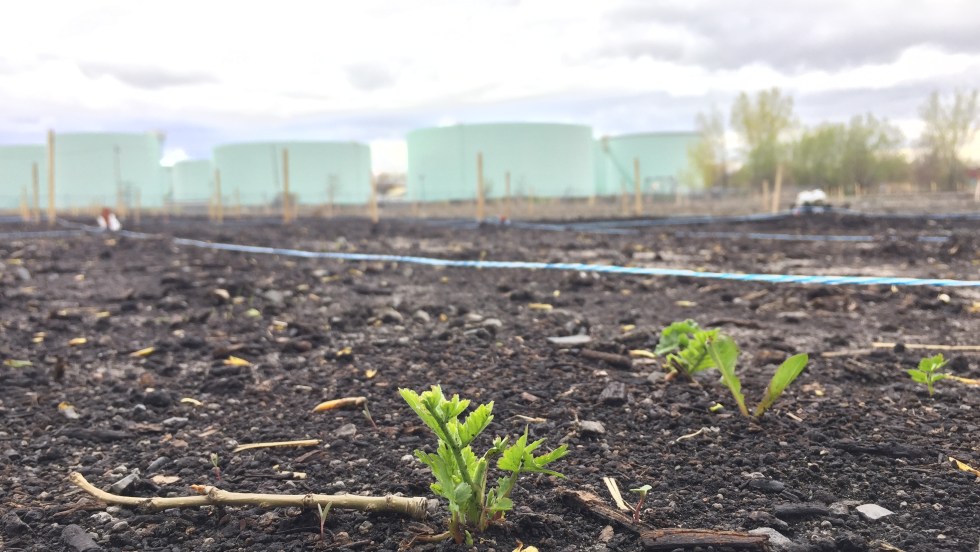 Une pousse dans le deuxième emplacement d'un banc d'essai en phytoremédiation dans Pointe-aux-Trembles le 9 mai 2017.