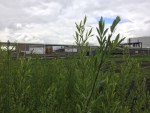 Du saule arbustif pousse sur le premier site du banc d'essai en phytoremédiation dans Pointe-aux-Trembles le 9 mai 2017