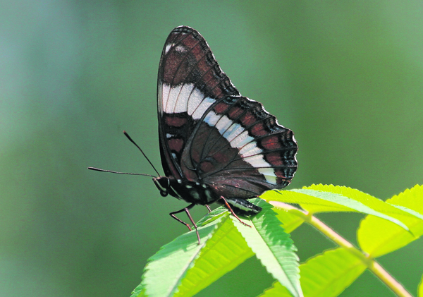 Un Papillon Parmi Les Emblèmes Du Québec