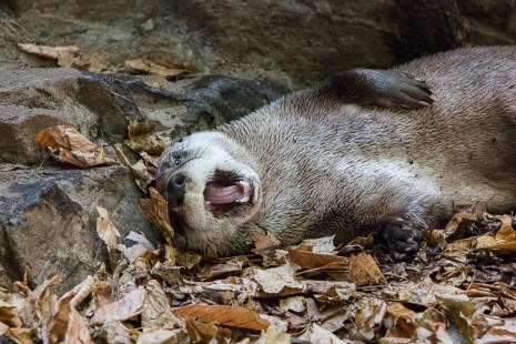 Anniversaire Du Biodome 25 Ans De Souvenirs Et D Anecdotes Anniversaire Du Biodome 25 Ans De Souvenirs Et D Anecdotes