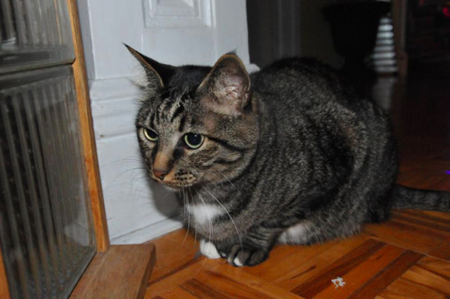 Annonce Kijiji Virale Un Chat Special A Donner Annonce Kijiji Virale Un Chat Special A Donner