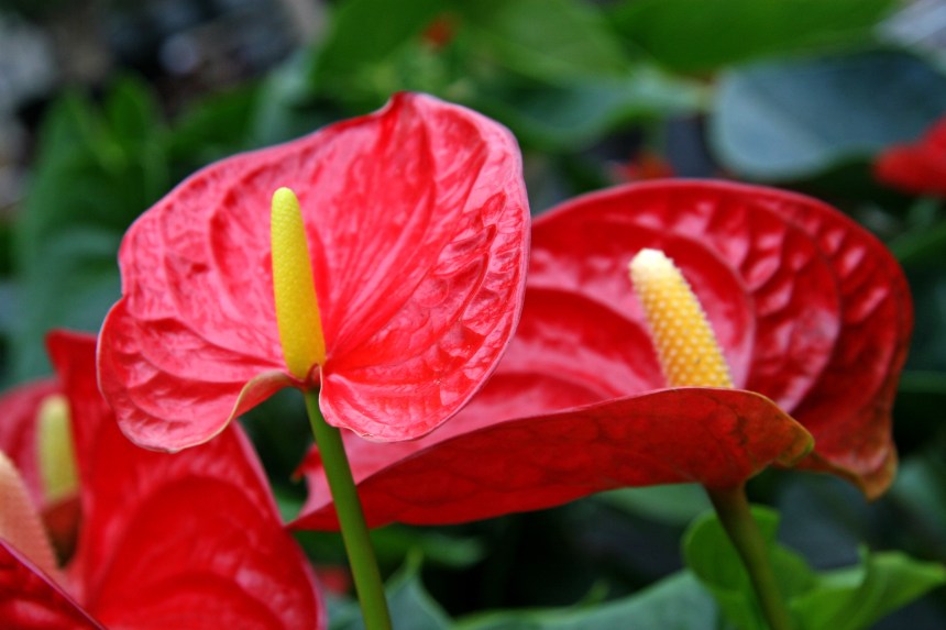 Plantes Dépolluantes Pour Un Intérieur Sain Lanthurium