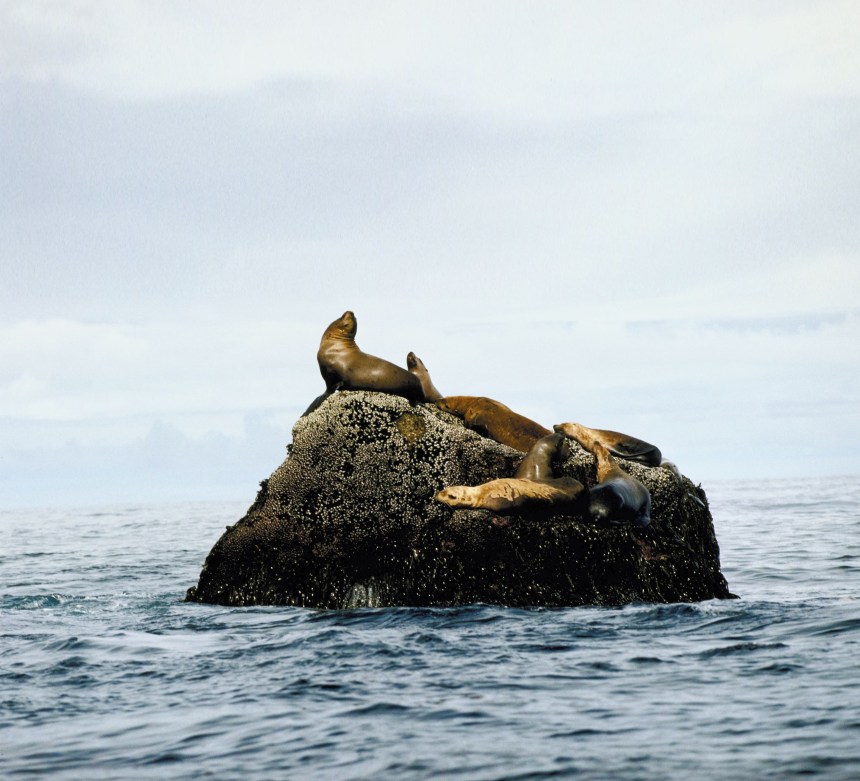 Zoom sur la viande de loup marin