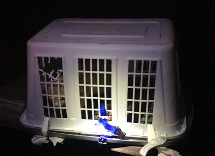 Les agents du SIM ont coupé la serrure du conteneur pour libérer le chaton.
