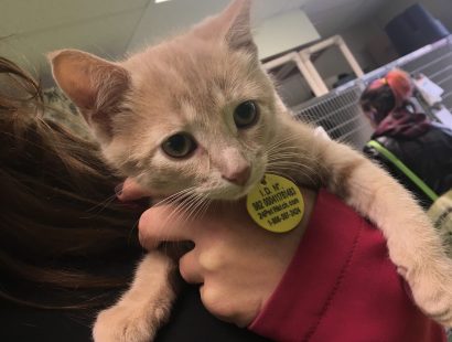 Le petit chaton Scott a été retrouvé dans une cage artisanale. Sauvé par les agents de la SPCA et du SIM, il se porte bien.