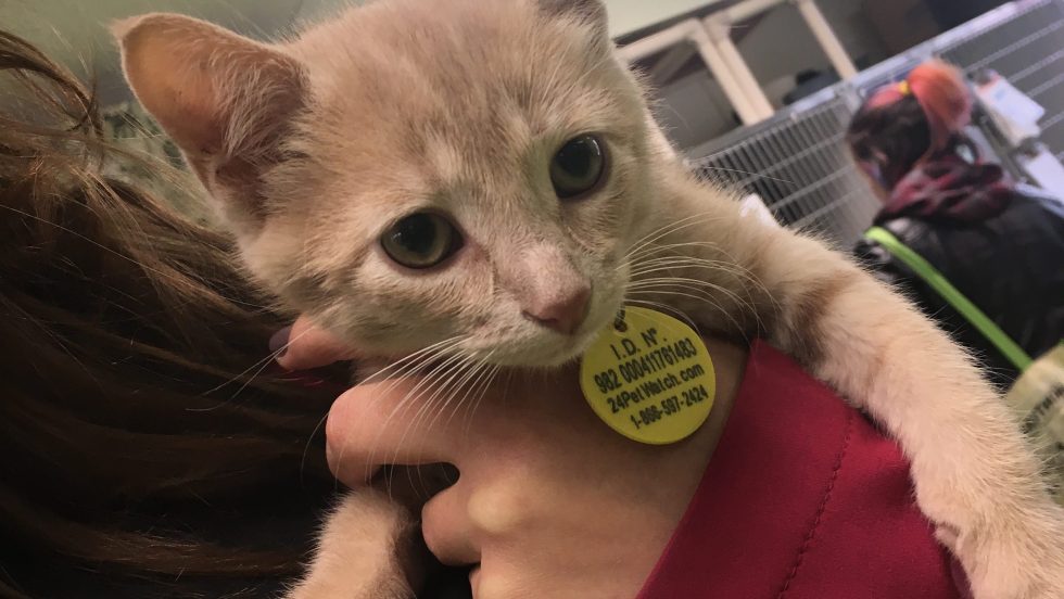 Le petit chaton Scott a été retrouvé dans une cage artisanale. Sauvé par les agents de la SPCA et du SIM, il se porte bien.