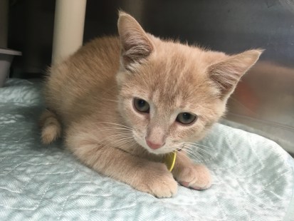 Le petit chaton de 3 mois est pris en charge par la SPCA en attendant d'être adopté.
