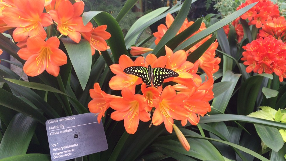 L'Espace pour la vie lançait sa programmation 2018, le 21 février, lors de l'ouverture des «Papillons en liberté».