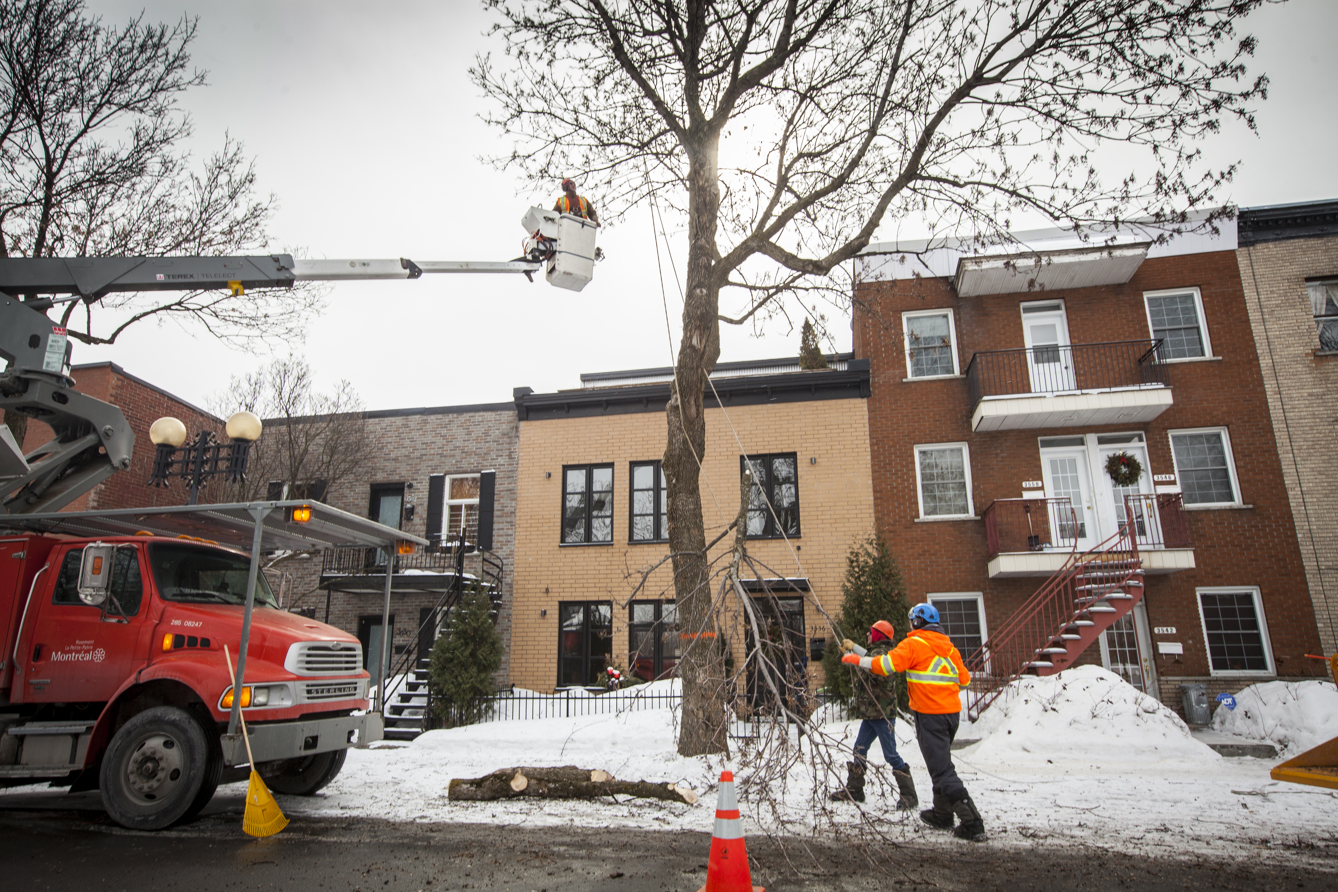 L'agrile du frêne menace tous les arbres non traités de cette espèce sur le territoire de Rosemont – La Petite-Patrie.