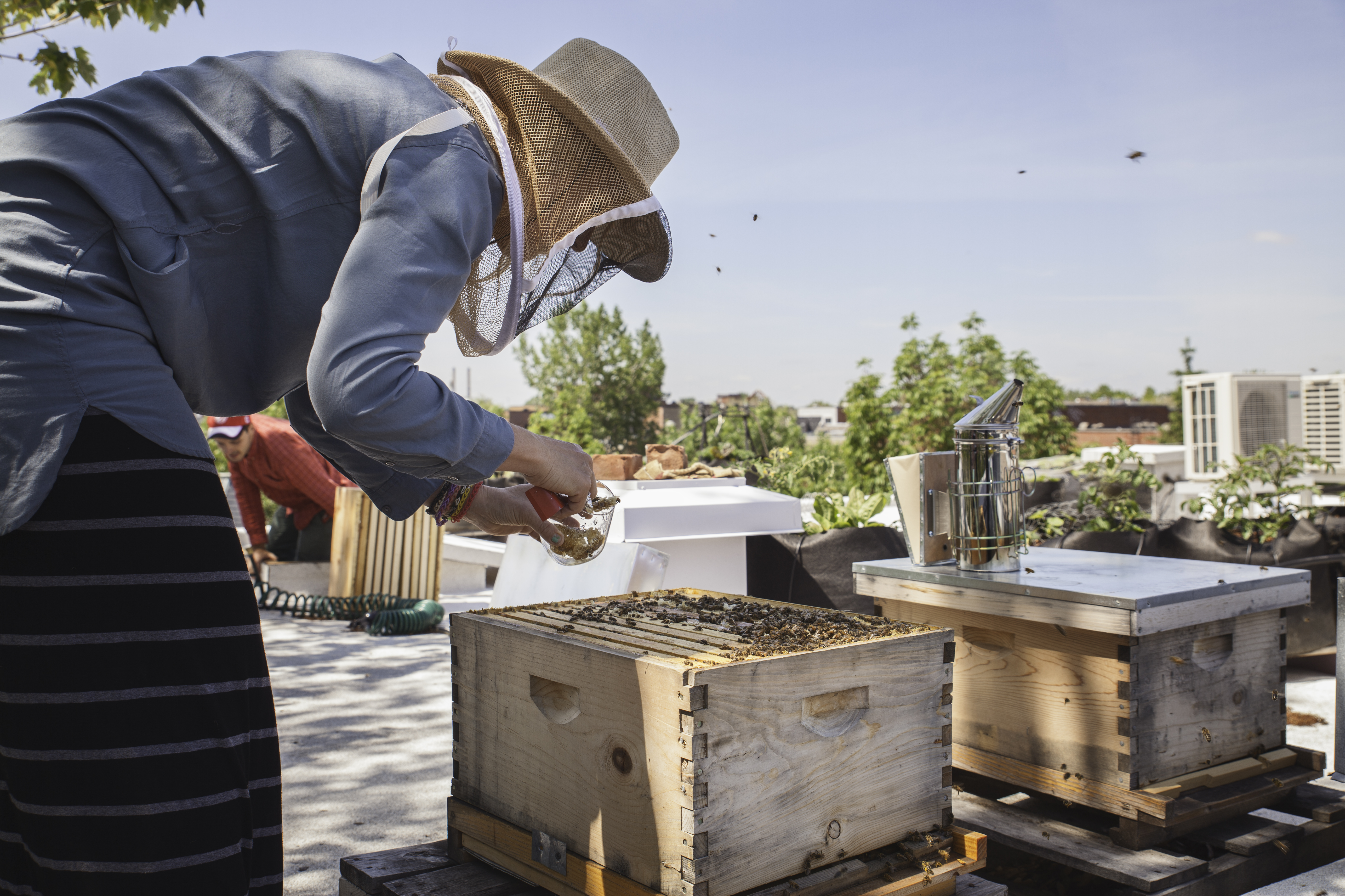 Les ruches seront installées sur un immeuble de la promenade.