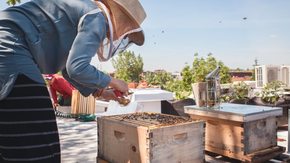 Les ruches seront installées sur un immeuble de la promenade.