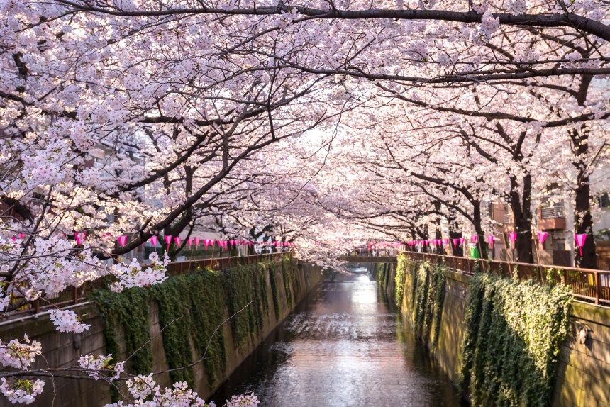 9 Jours De Tokyo à Kyoto Au Temps Des Cerisiers