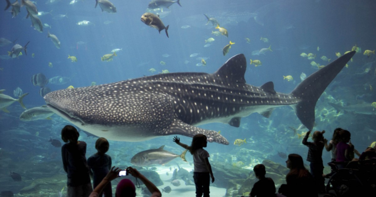 L'aquarium Sur L'île Russe Beaucoup De Beaux Poissons Artificiels