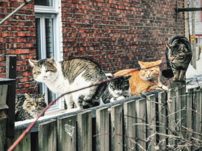 Les chats errants nuisent à la qualité de vie dans sa ruelle, affirme Mme Chazel.