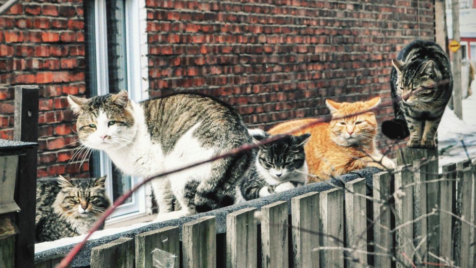 Les chats errants nuisent à la qualité de vie dans sa ruelle, affirme Mme Chazel.