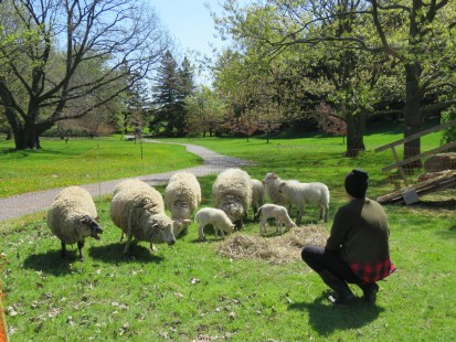 Les moutons entretiennent le gazon du Jardin botanique.