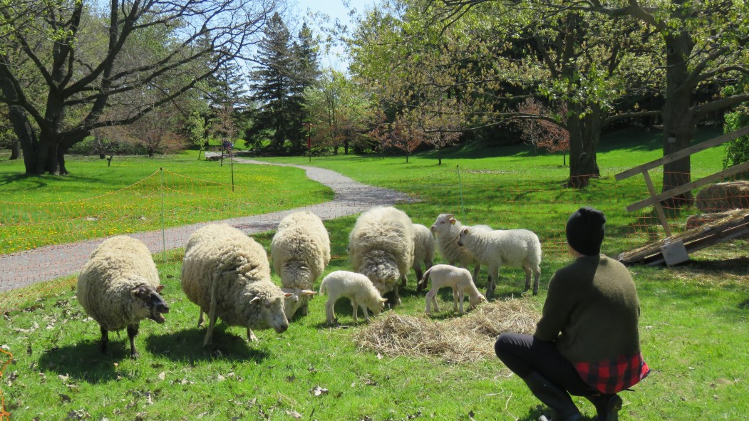 Les moutons entretiennent le gazon du Jardin botanique.