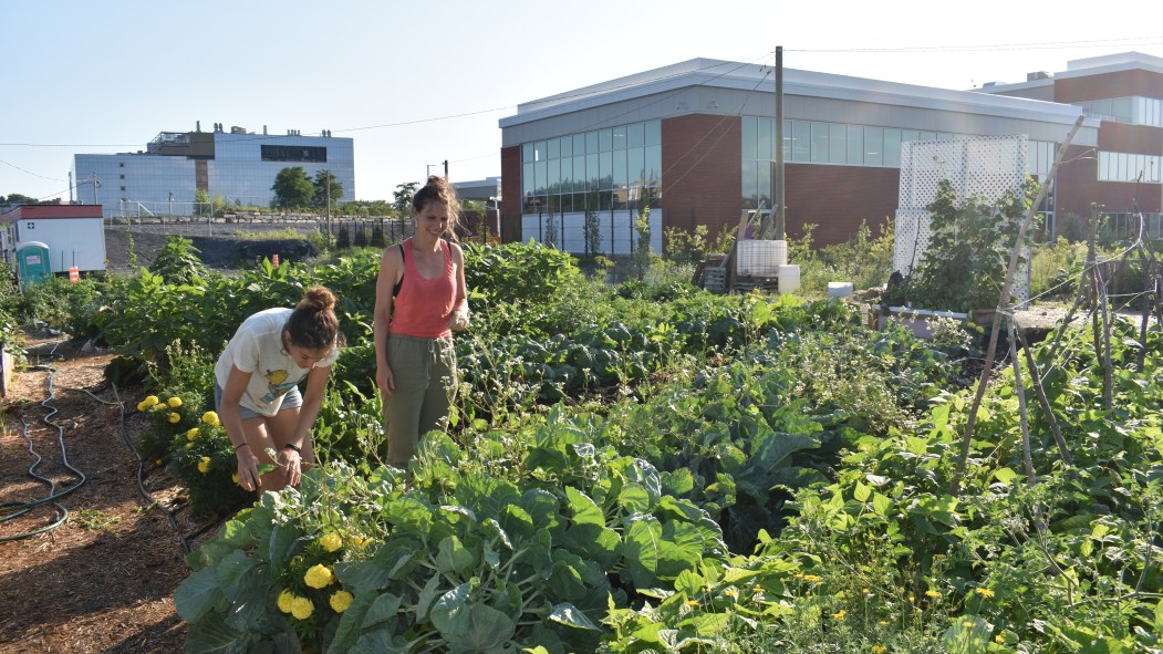 Deux femmes dans un potager d'agriculture urbaine