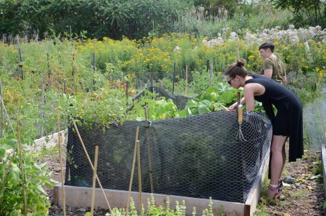 Le Laboratoire d'agriculture urbaine dirigera les activités des jardins communautaires en 2019.
