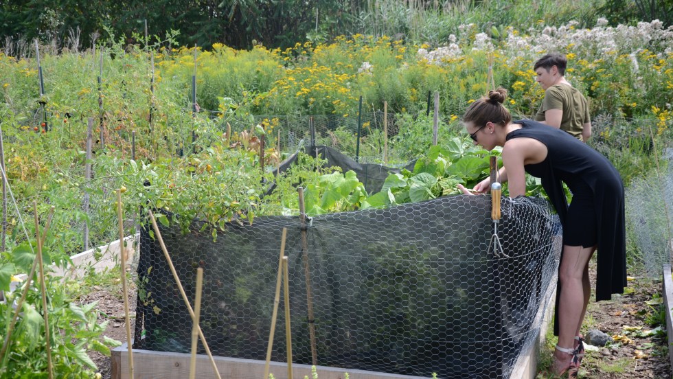 Le Laboratoire d'agriculture urbaine dirigera les activités des jardins communautaires en 2019.