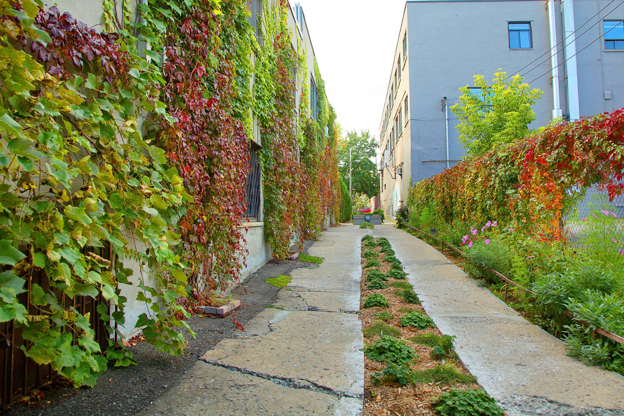 Nature-Action Québec dressera un portrait des ruelles vertes déjà présentes dans Rosemont.