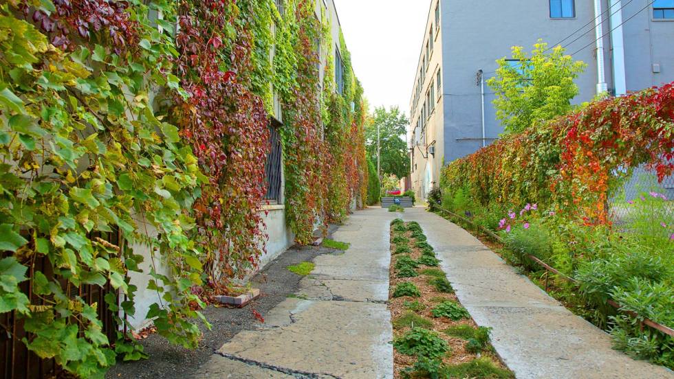 Nature-Action Québec dressera un portrait des ruelles vertes déjà présentes dans Rosemont.