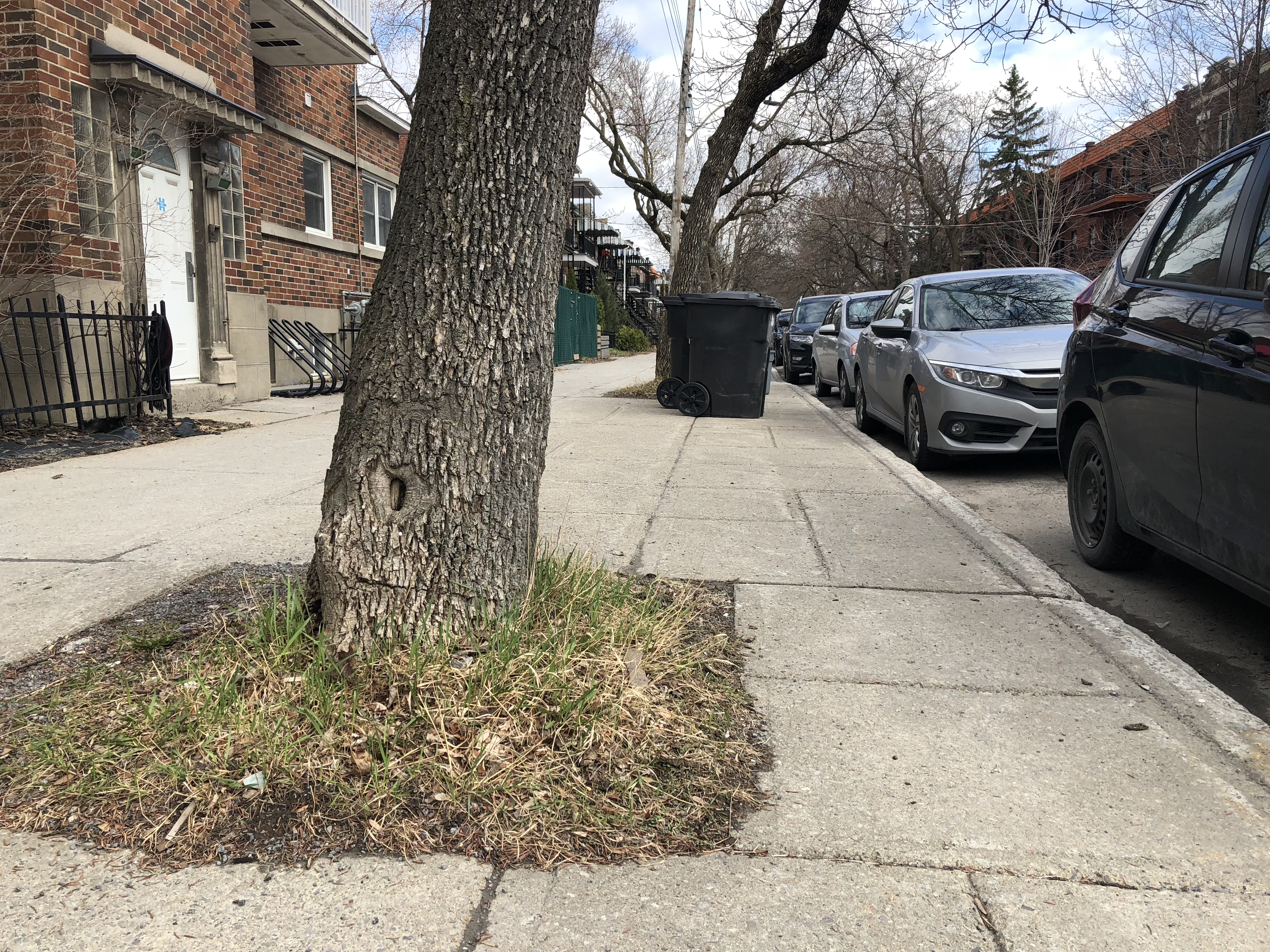 L’agrandissement des fosses d’arbre se fera dans le cadre du programme de déminéralisation de la Ville de Montréal.