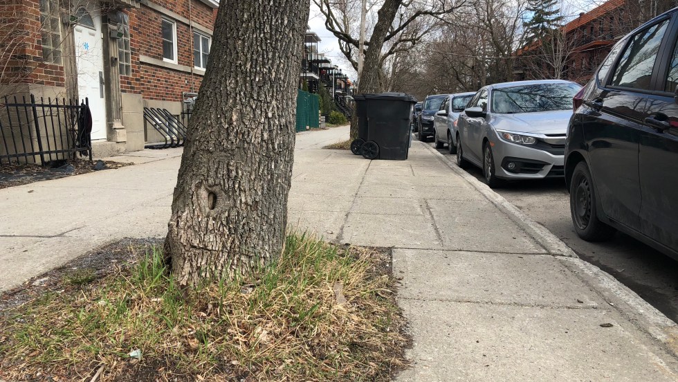 L’agrandissement des fosses d’arbre se fera dans le cadre du programme de déminéralisation de la Ville de Montréal.