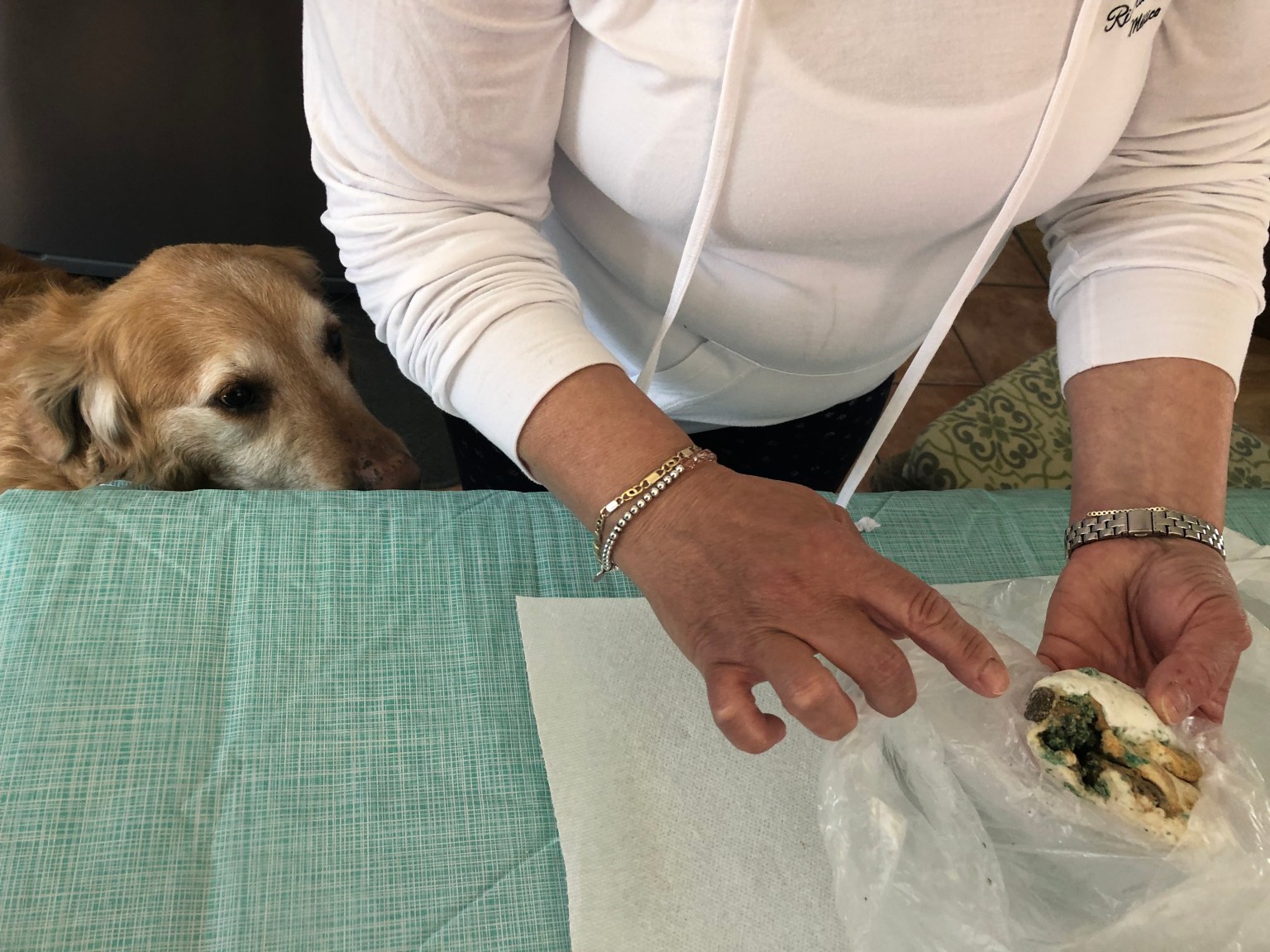 Une résidente surprend son chien en