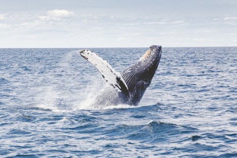 La route des baleines