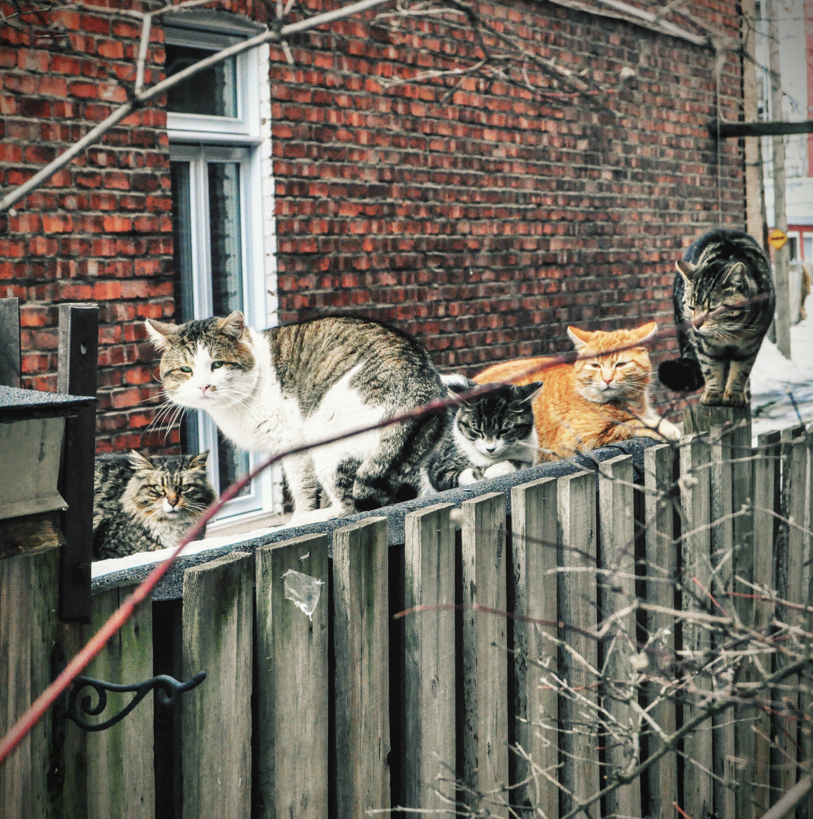 chats
