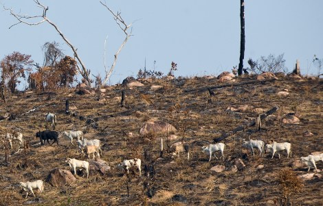 Amazonie feux forêts brésil Bolsonaro