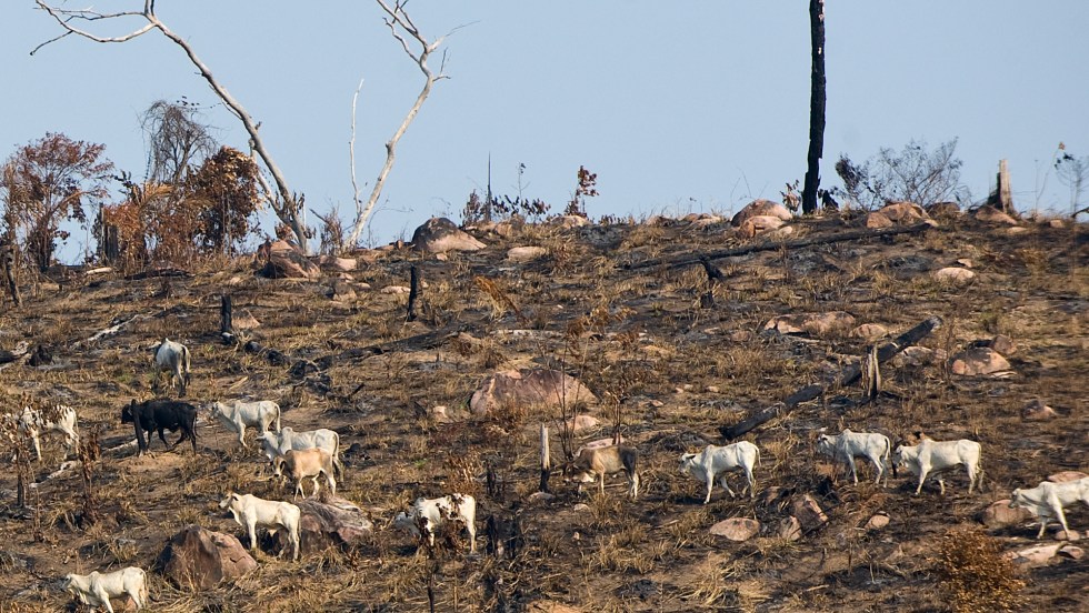 Amazonie feux forêts brésil Bolsonaro