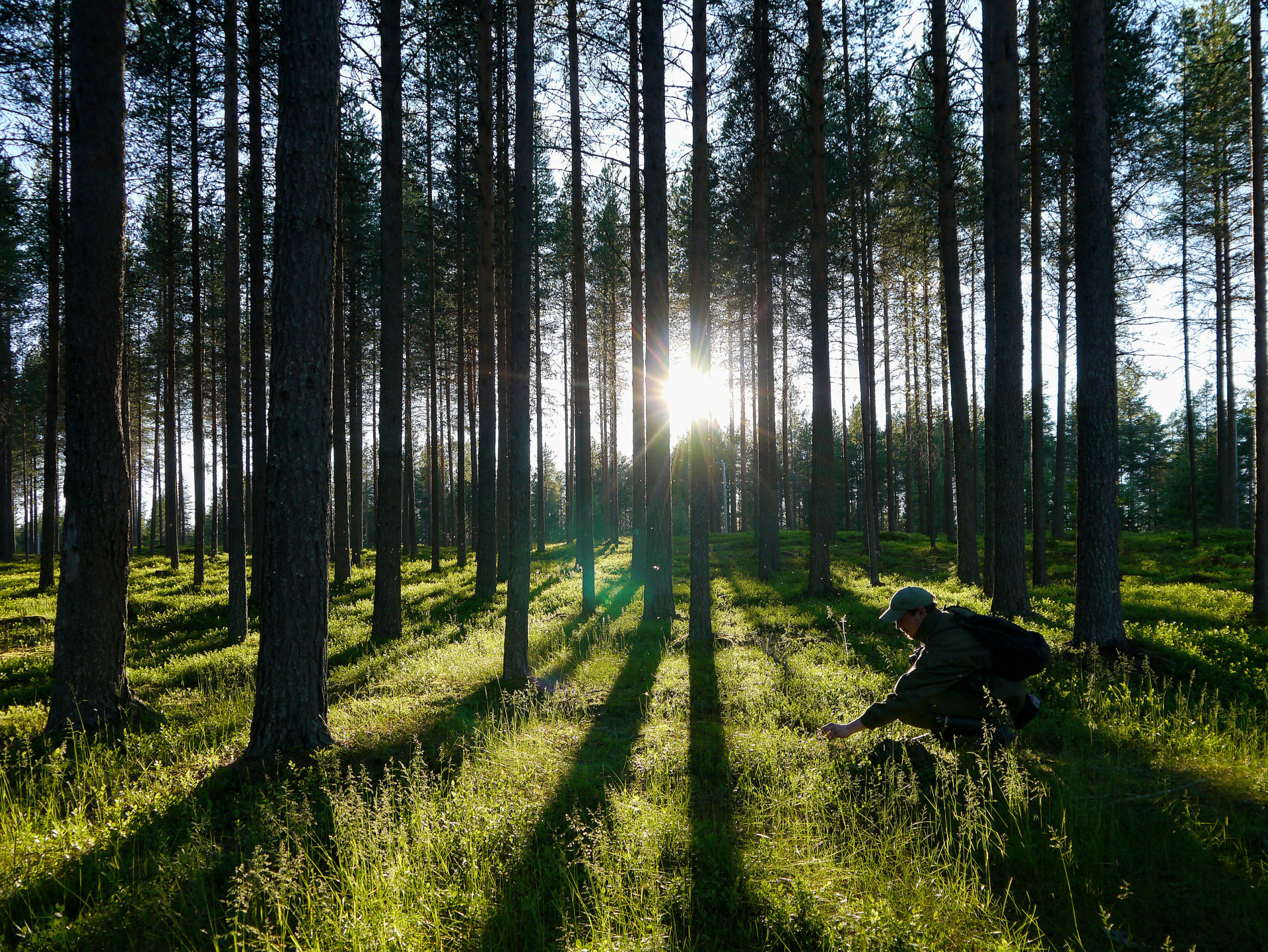 Forêt Finlande