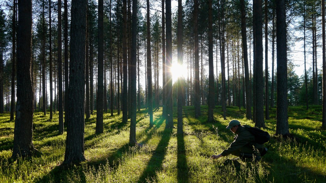 Forêt Finlande