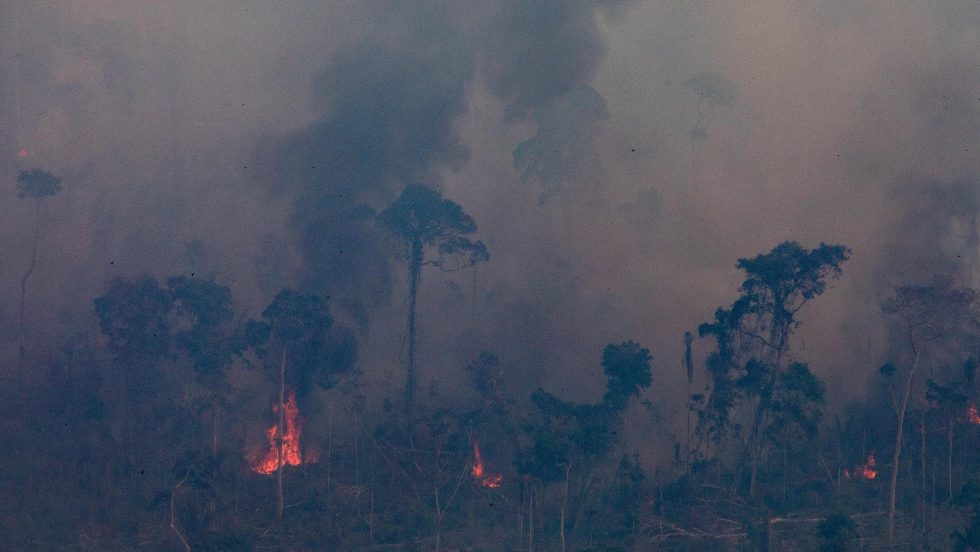 canne à sucre Amazonie pape