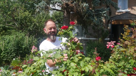 Réal Migneault, agriculteur urbain, ceuillant une rose.