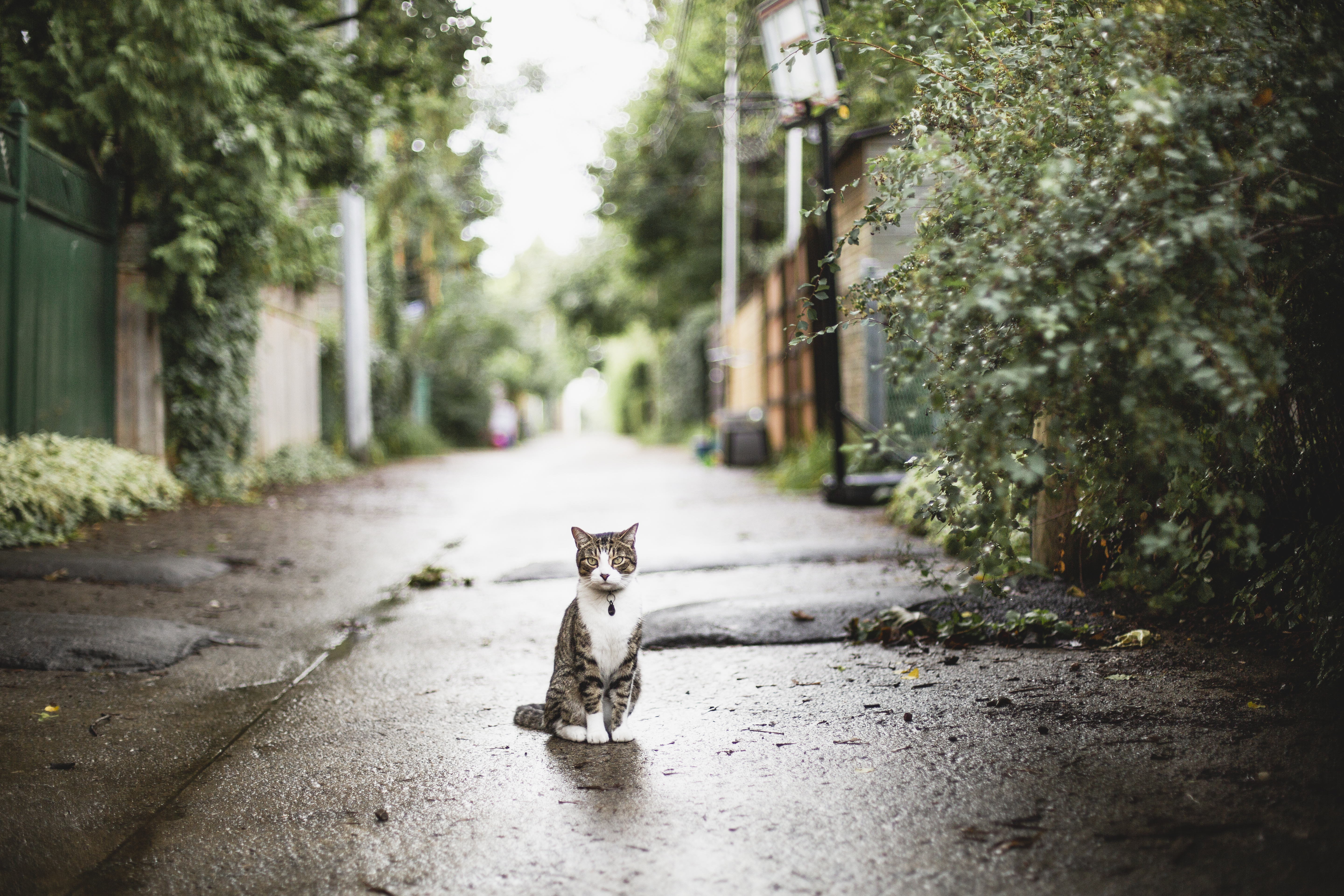 Chat