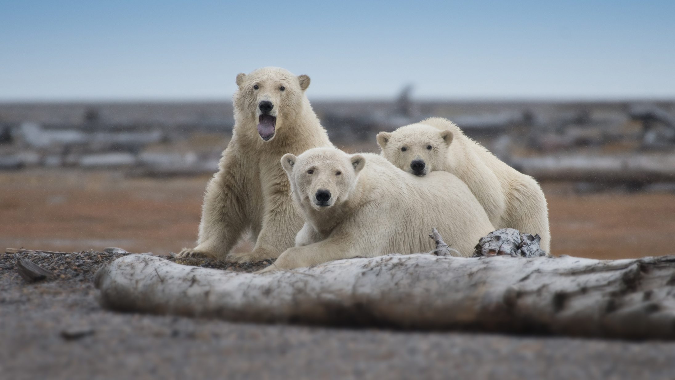 Que Cache L Ours Polaire Pix – Esam Solidarity