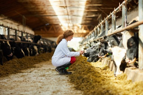 Agriculture: une femme dans une ferme de vaches