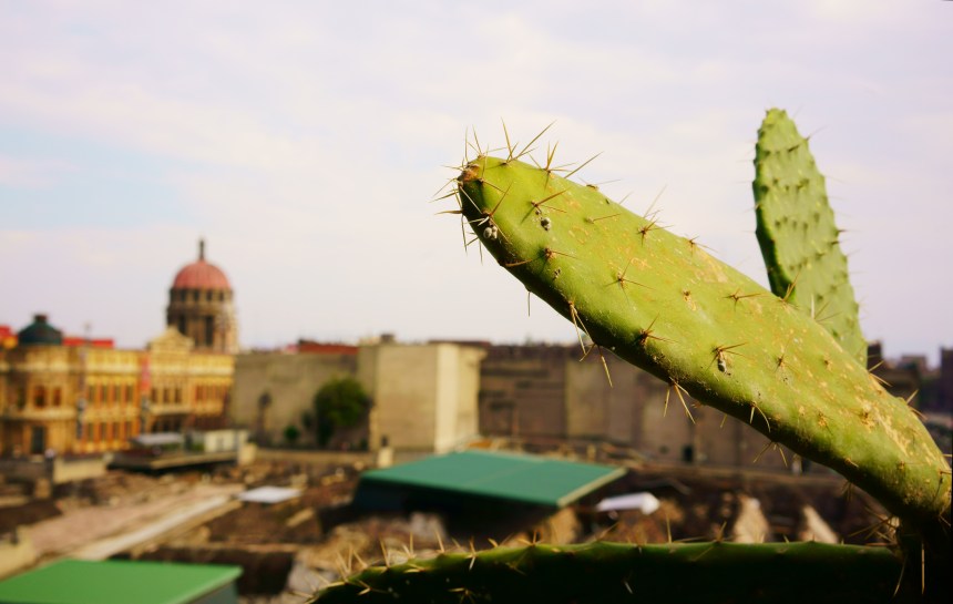 Au Mexique, le cactus pour produire du plastique?