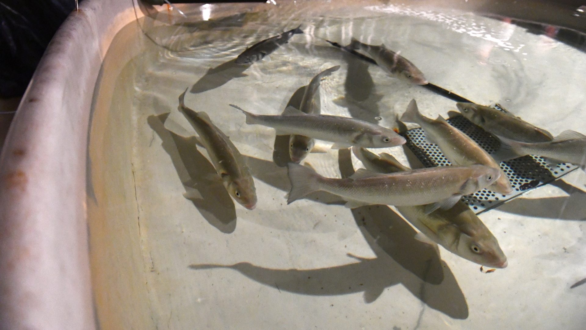 Huîtres et bars confrontés au CO2 pour démontrer l'impact des changements climatiques