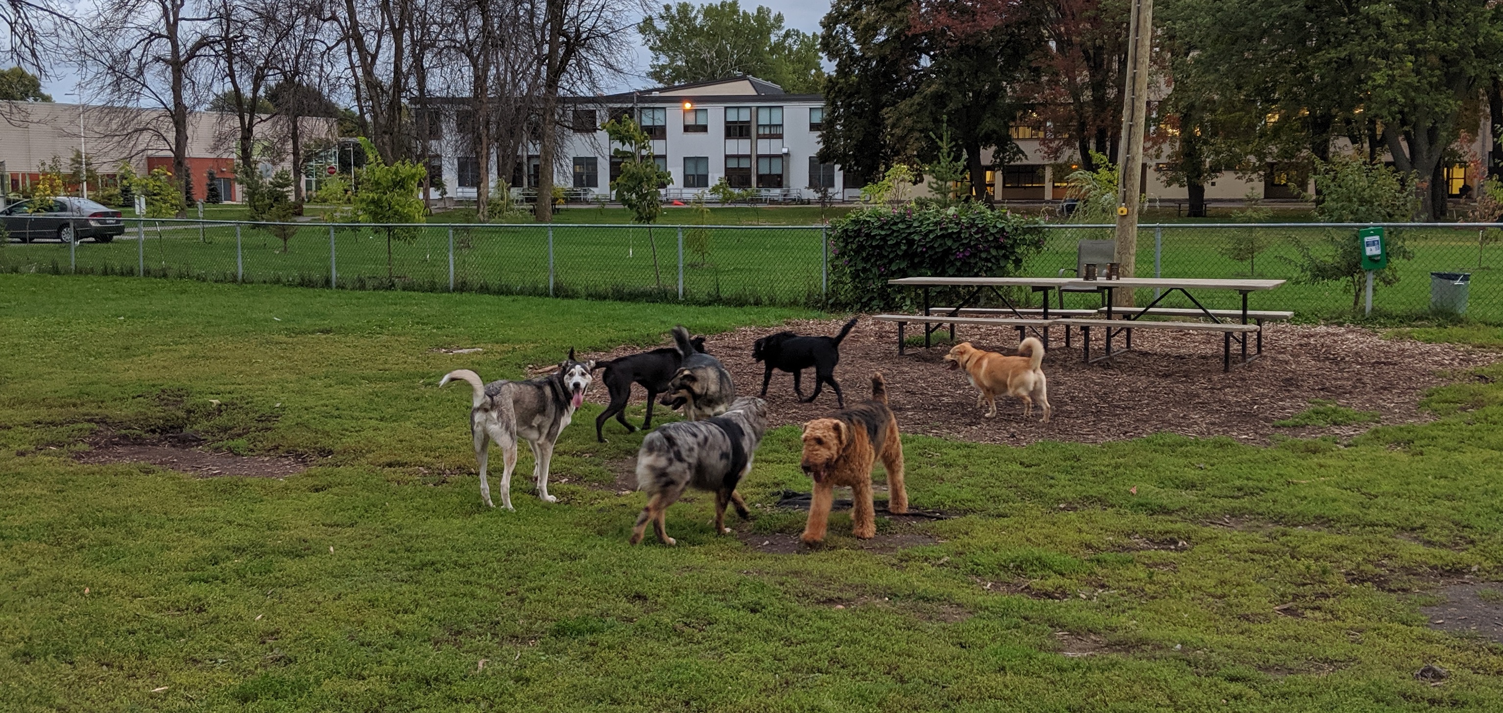 Révision Du Règlement Sur Le Contrôle Des Animaux à Dorval