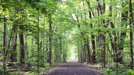 sentiers verts sentier parc-nature