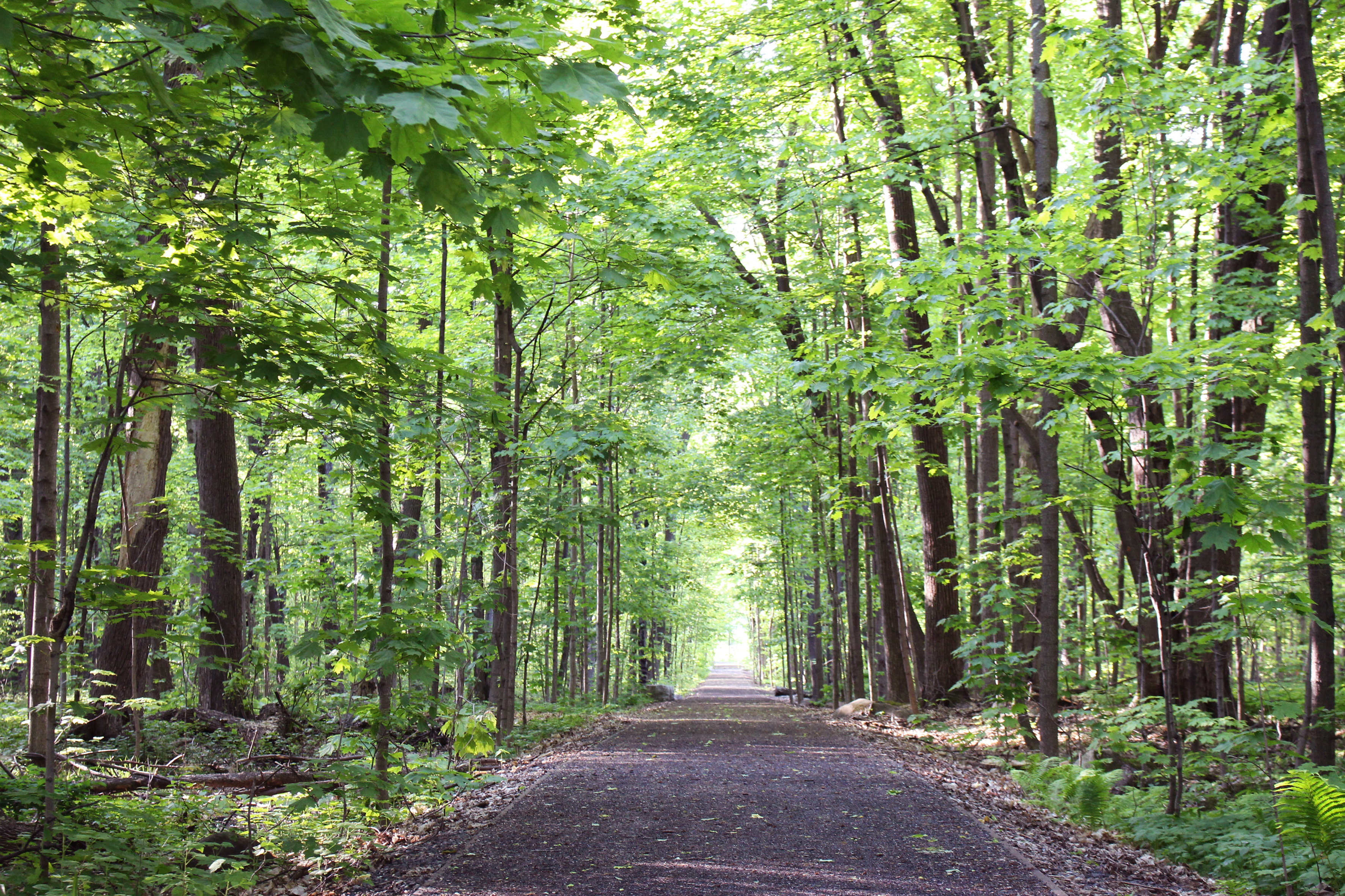 sentiers verts sentier parc-nature