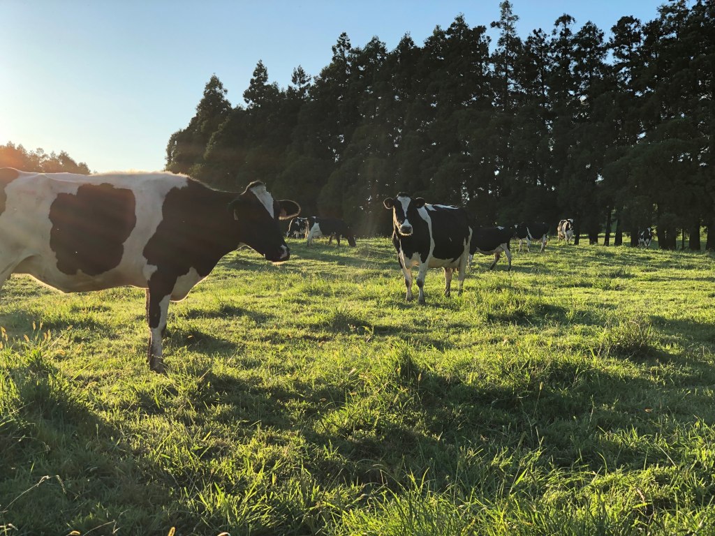 Vaches dans un champ