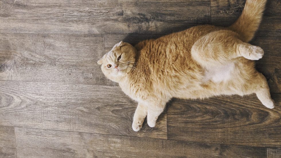 chat clonage chine panda